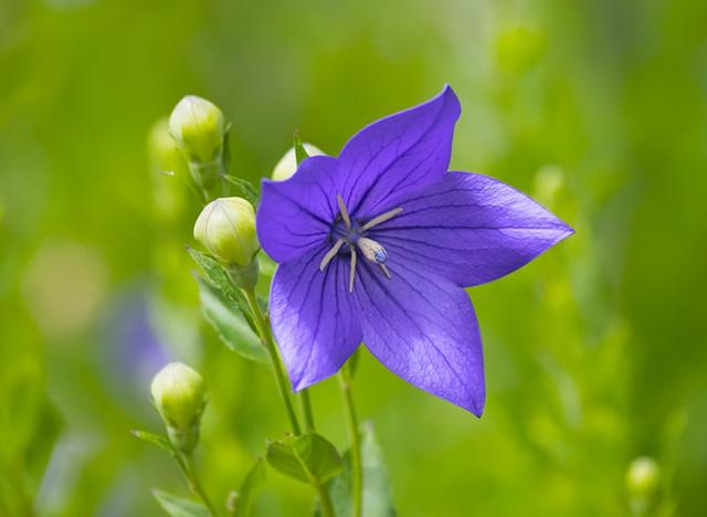 双生花是指哪两种花 v2-9306d36a298c24901805a63e80b2b8e9_r.jpg