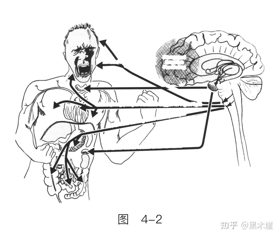 美）巴塞尔·范德考克《身体从未忘记》摘录（上）：心理创伤疗愈