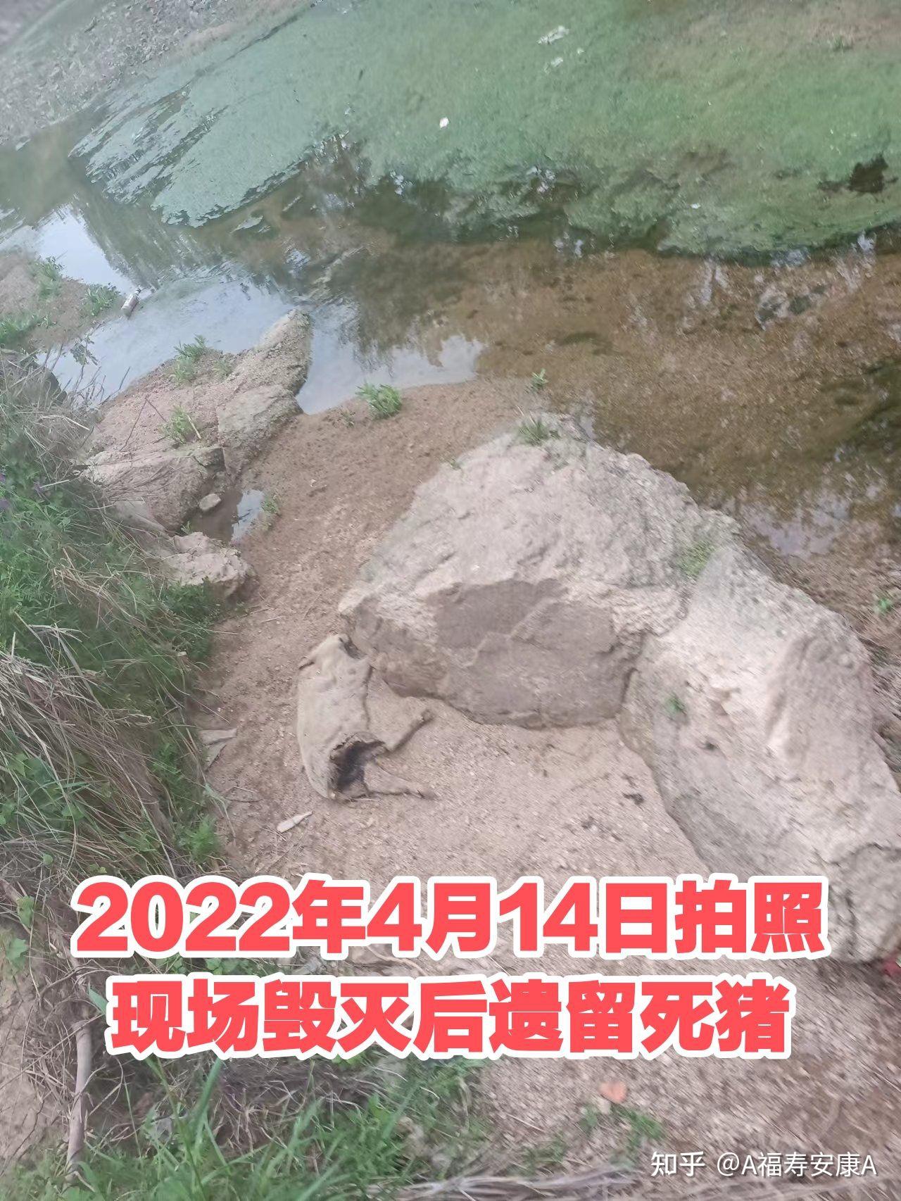 大量病死猪污染平顶山水缸,不做无害化处理不处罚,谁在Bu作为? - 知乎