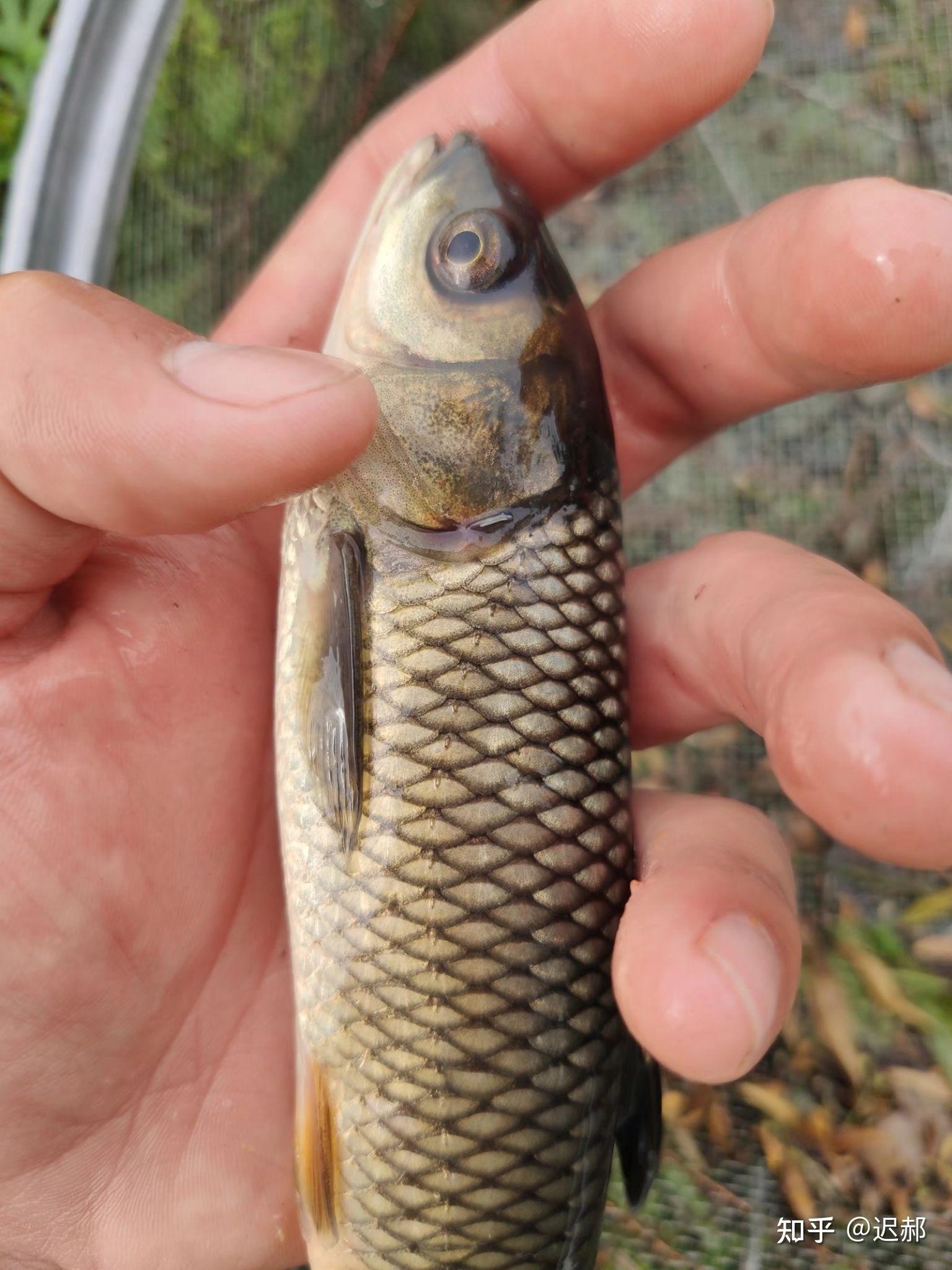 4.29草鱼,鲫鱼零星死亡,用硫醚沙星一次,症状缓解.