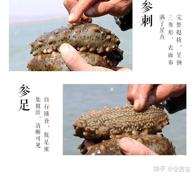 2022海参选购攻略,海参怎么选,海参怎么吃?十大品牌海参推荐(6月更新) - 知乎