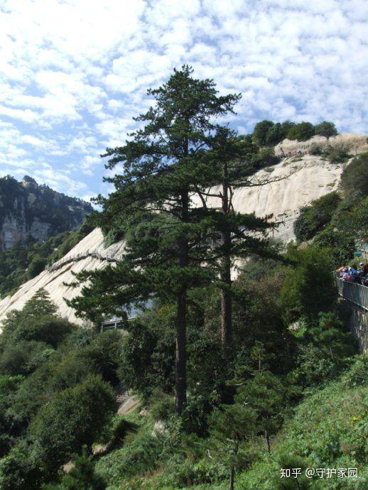 蚂蚁森林速看华山松它来了