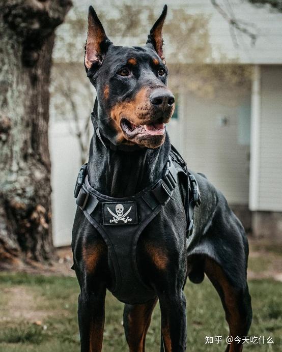 被多国禁养的凶猛犬种第3种尤其让人闻风丧胆