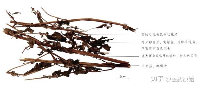 带你识别豨莶草