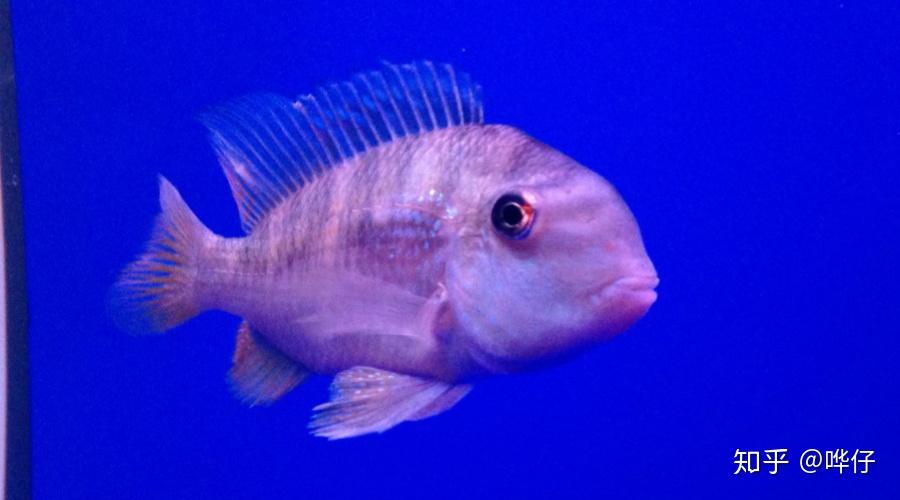 盘点十大奇特南美慈鲷鱼熟悉的人不多但能让你的鱼缸独一无二