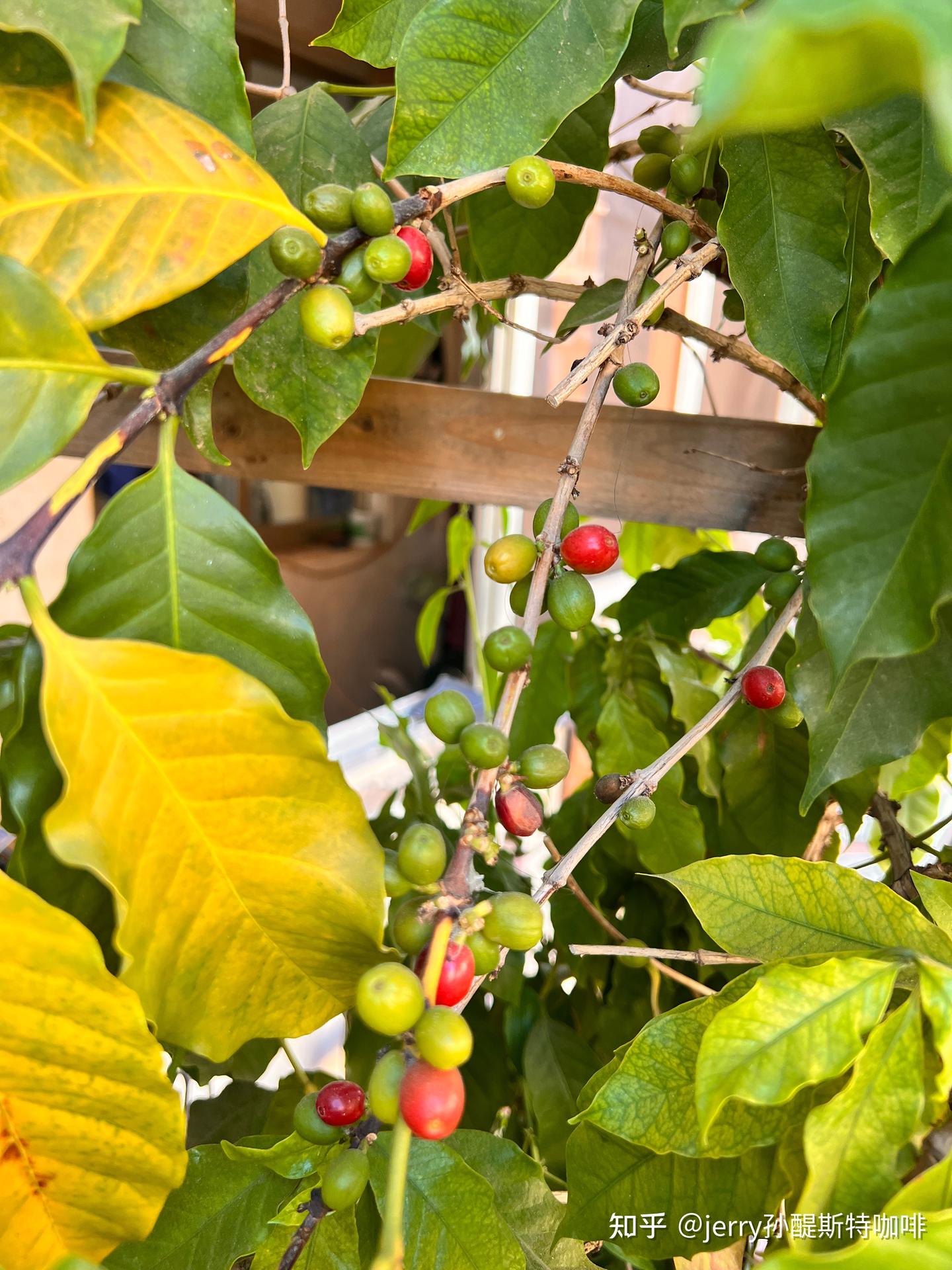 一亩地的咖啡产值- 知乎