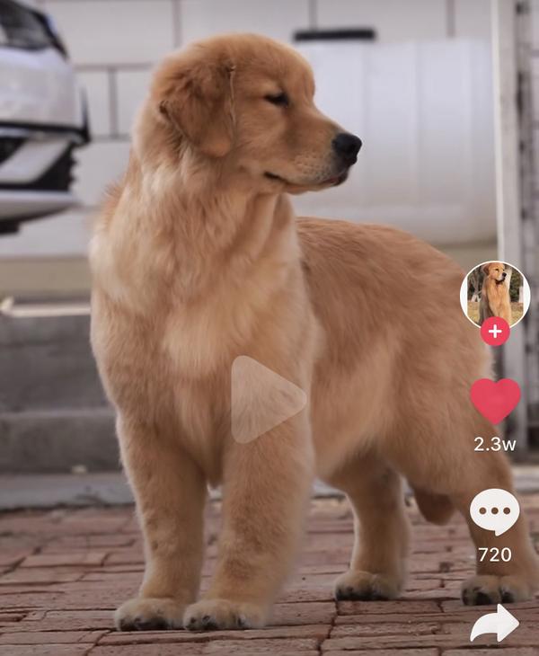 请问这种短短胸毛的金毛是品种还是没长大呀 知乎