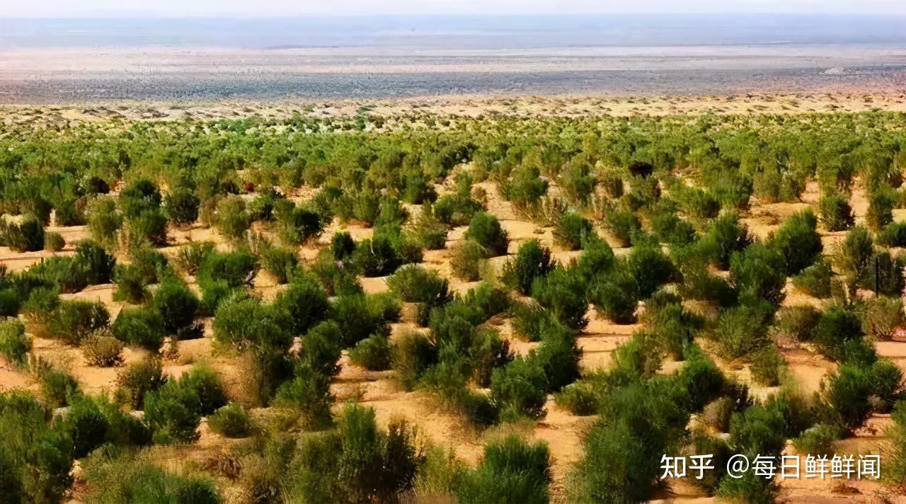 三胎政策來了多生孩子多種樹碧家在騰格裡沙漠種梭梭樹啦