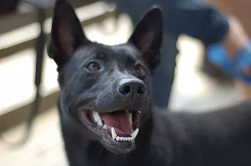 最英勇忠诚的土狗 台湾犬 知乎