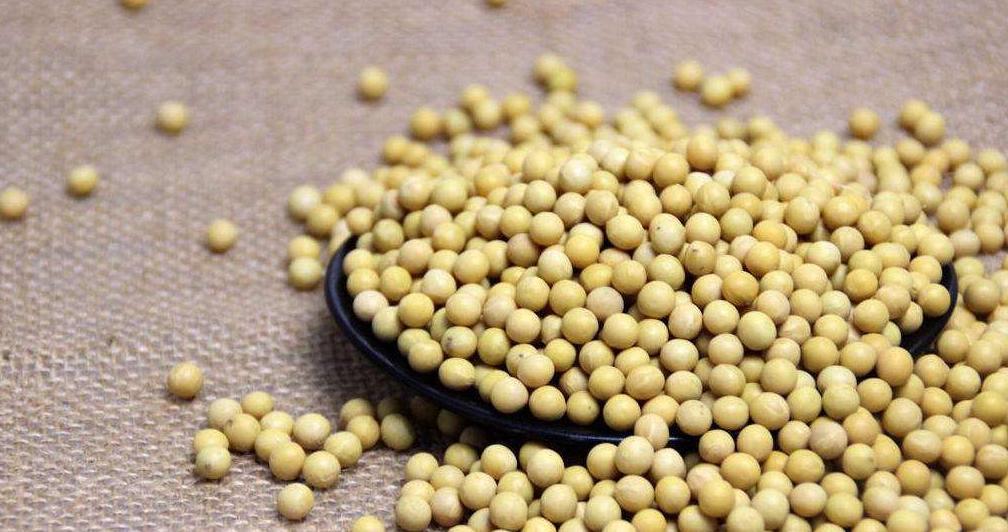 黄大豆1号 vs 黄大豆2号