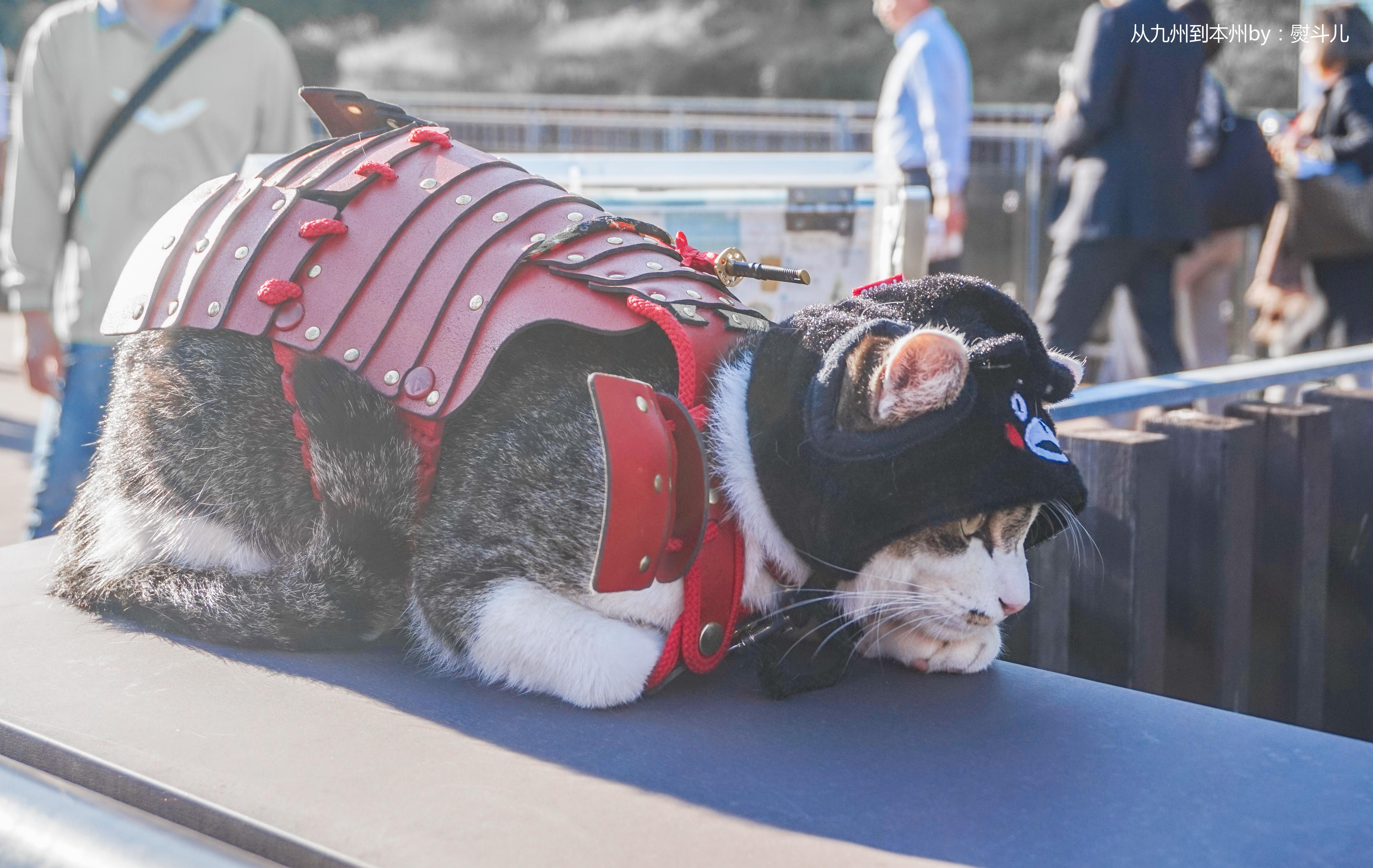 接力卖萌的网红武士猫