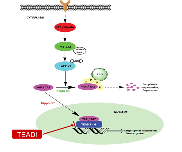 包含tead1-4共四種轉錄因子,被認為是hippo信號通路的關鍵轉錄因子,其