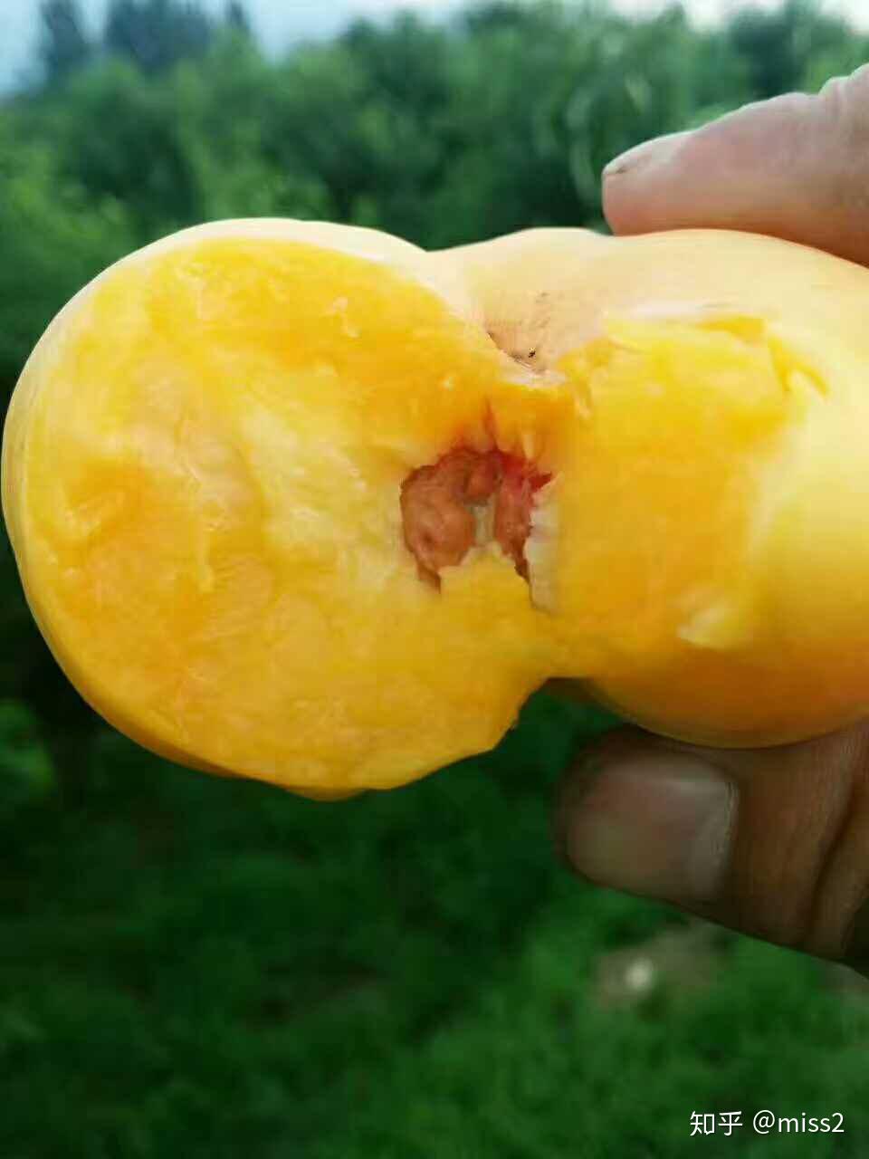 大山的获奖感言