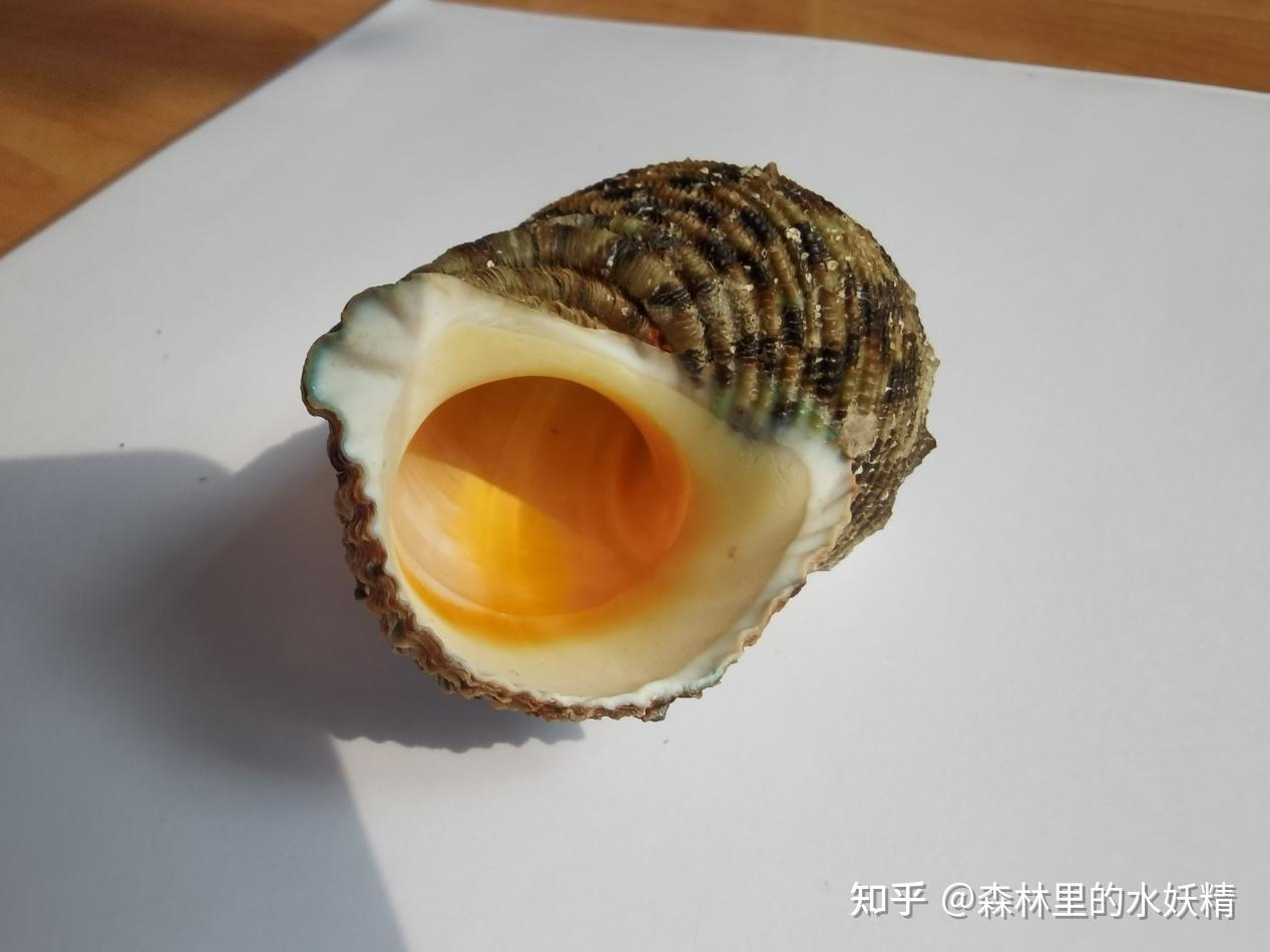 研学海南：吃货视角下不正经的博物学（一）贝类 - 知乎