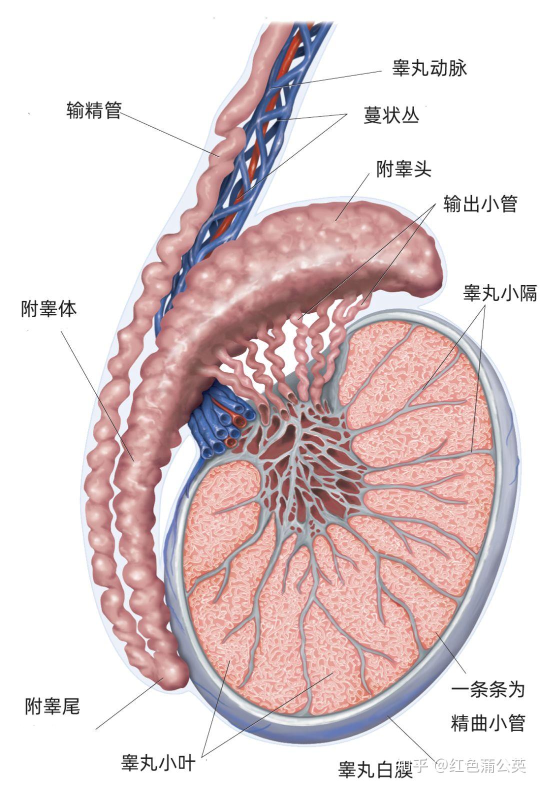 对于有生育要求的睾丸癌患者