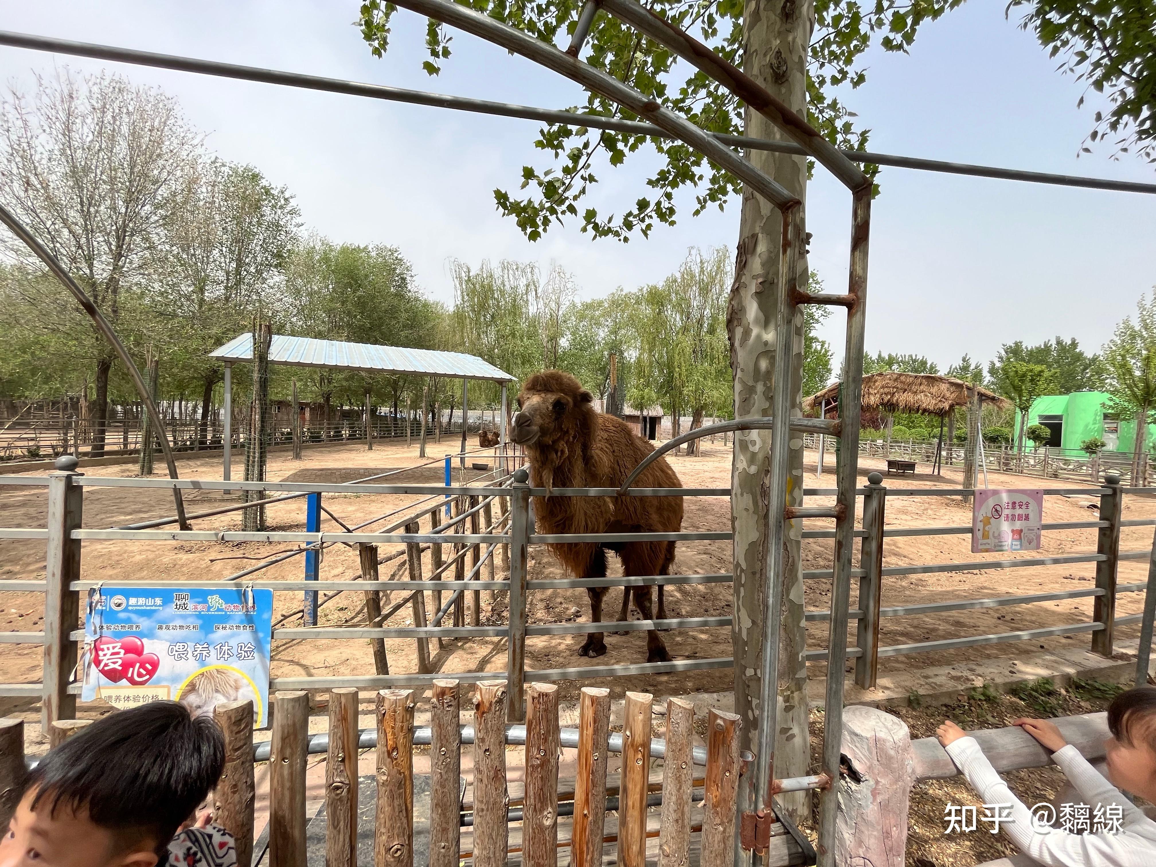 聊城野生动物园图片图片