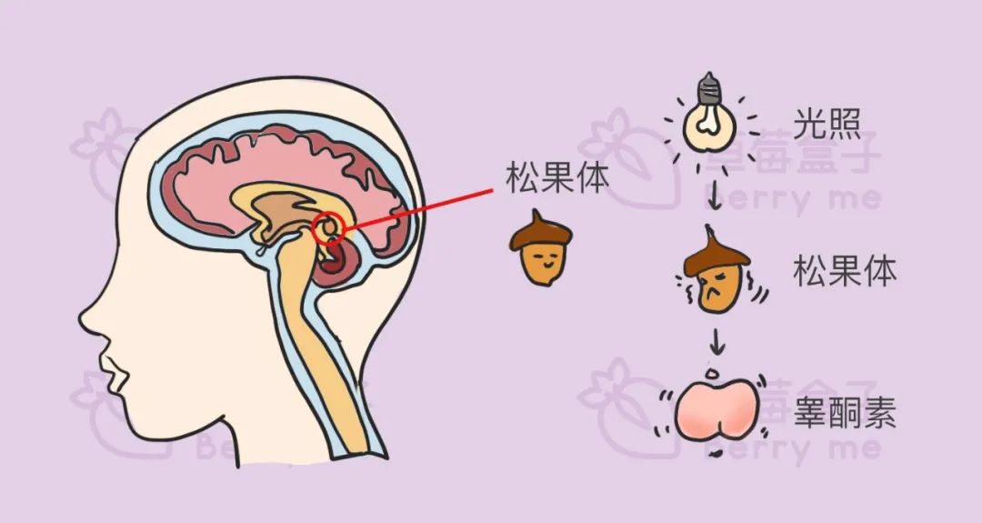 男生的荷尔蒙水平会增高,因为光线可以抑制人脑的松果体腺,有助于释放