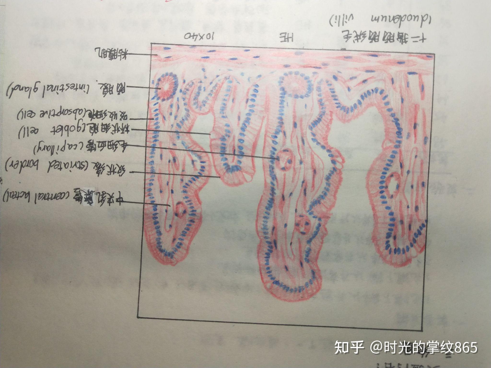 肾上腺皮质组胚绘图图片