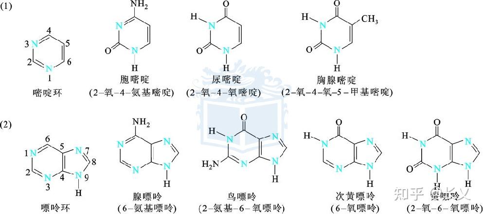 胞嘧啶脱氧核糖核苷酸图片