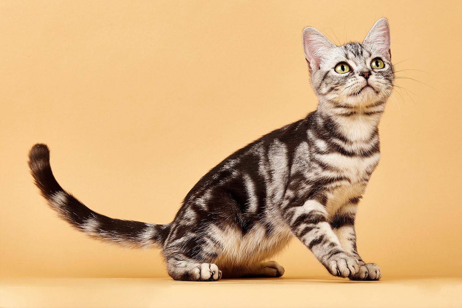 拥有逆天的捕鼠能力的"喵星猛男"---美国短毛猫