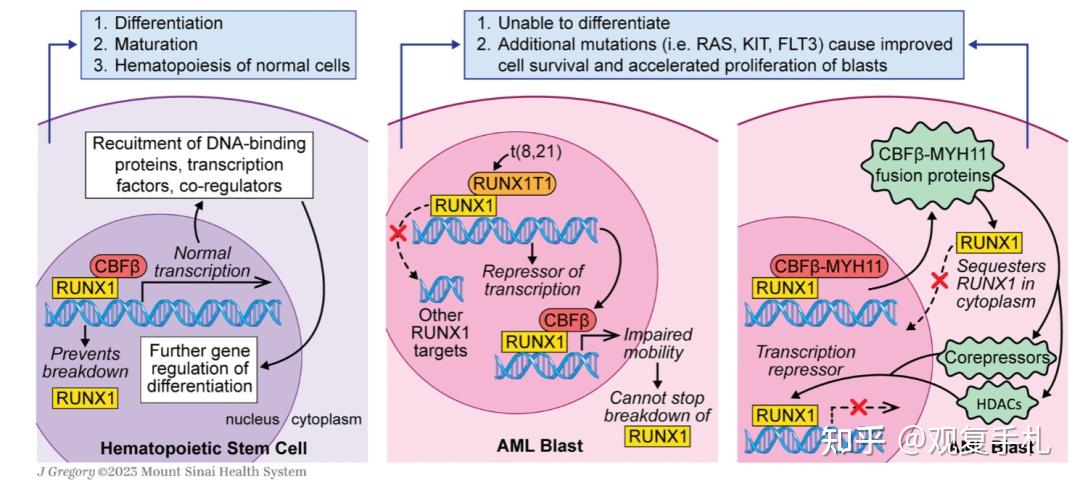 解码 CBF-AML - 知乎