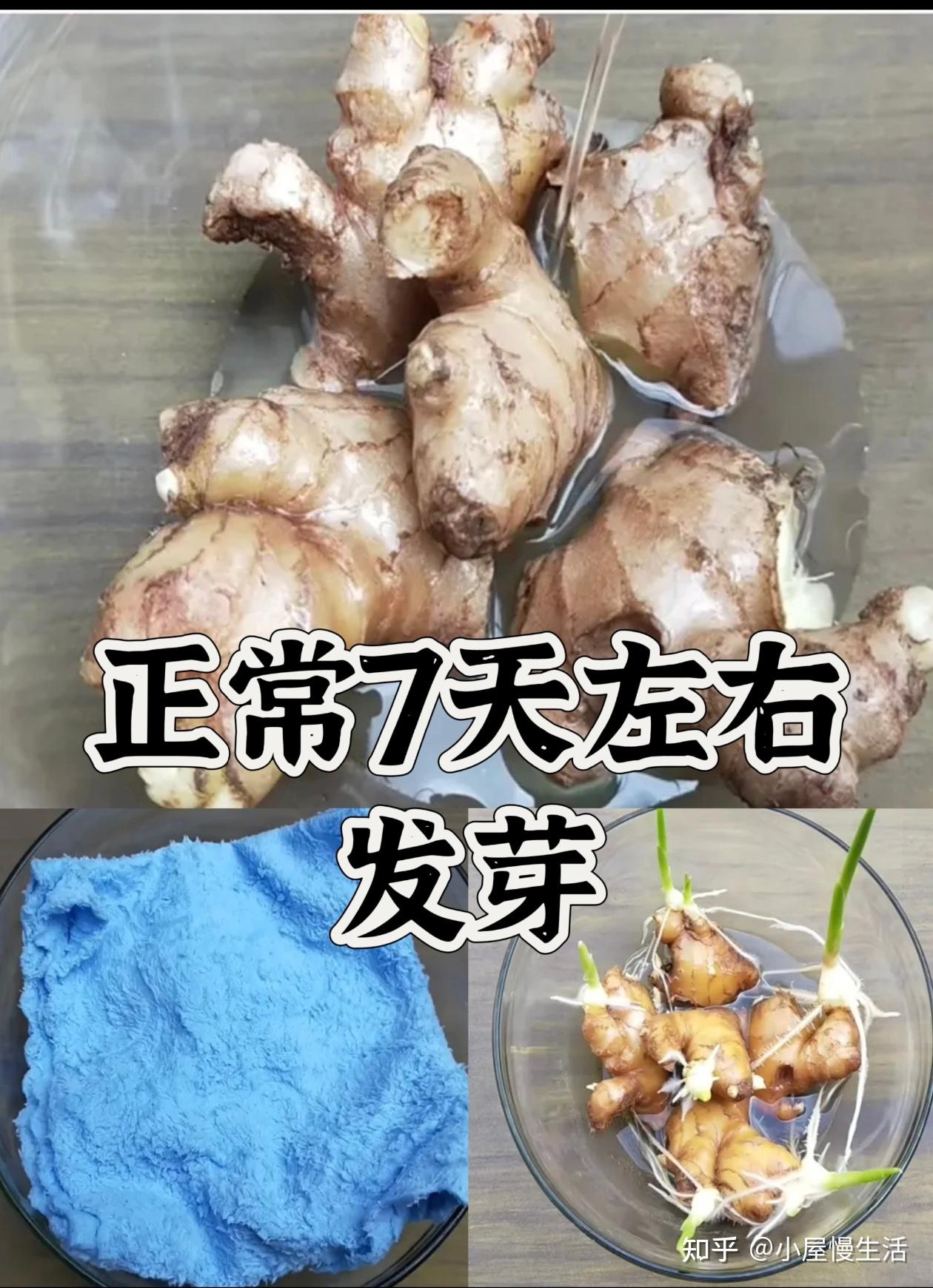 零失败禄根养护 | 水培vs土培优缺点 - 知乎