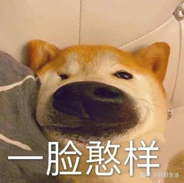 狗狗“半夜”狂叫,这6大原因,你可别再忽视了! - 知乎