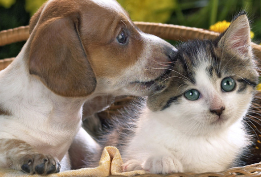 狗粮吗?狗可以吃猫粮吗?猫吃狗粮会怎么样?