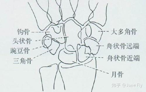 手舟月骨三角豆口诀图片