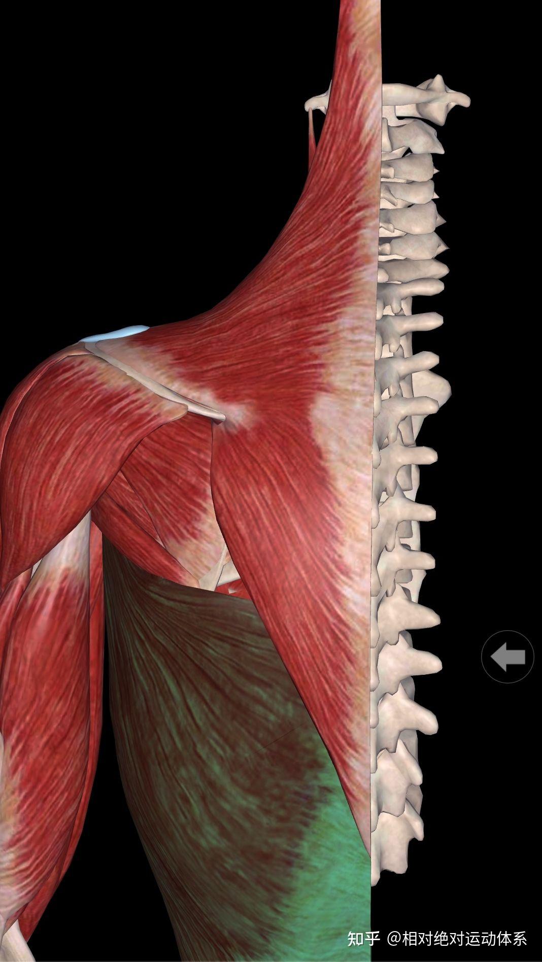 为什么高位下拉时背阔肌没有训练感觉