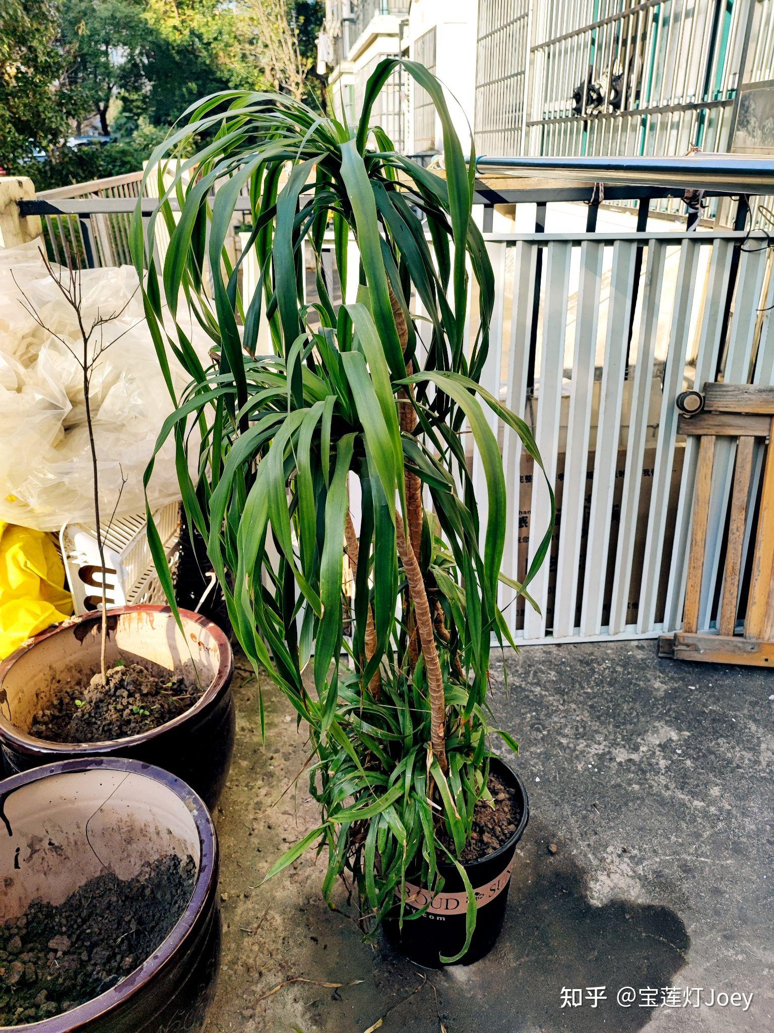 3-7:桃源派广场,变色木室内过冬,迷你口袋公园先睹为快,龙血树搬入