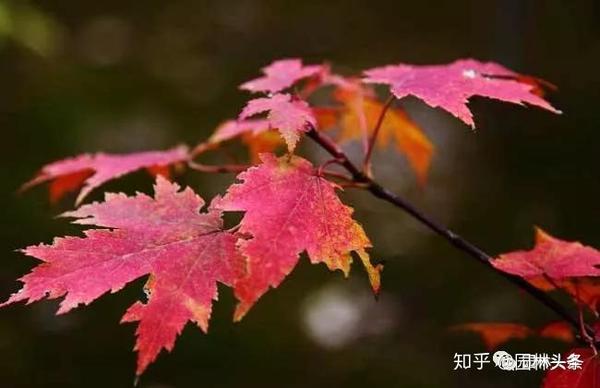 秋赏红叶 你知道赏的都是些什么树吗 知乎