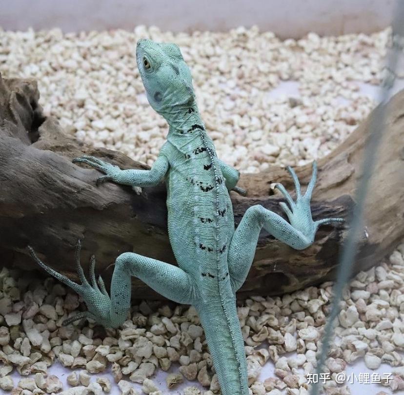 双冠蜥环境与饲养及科普小知识