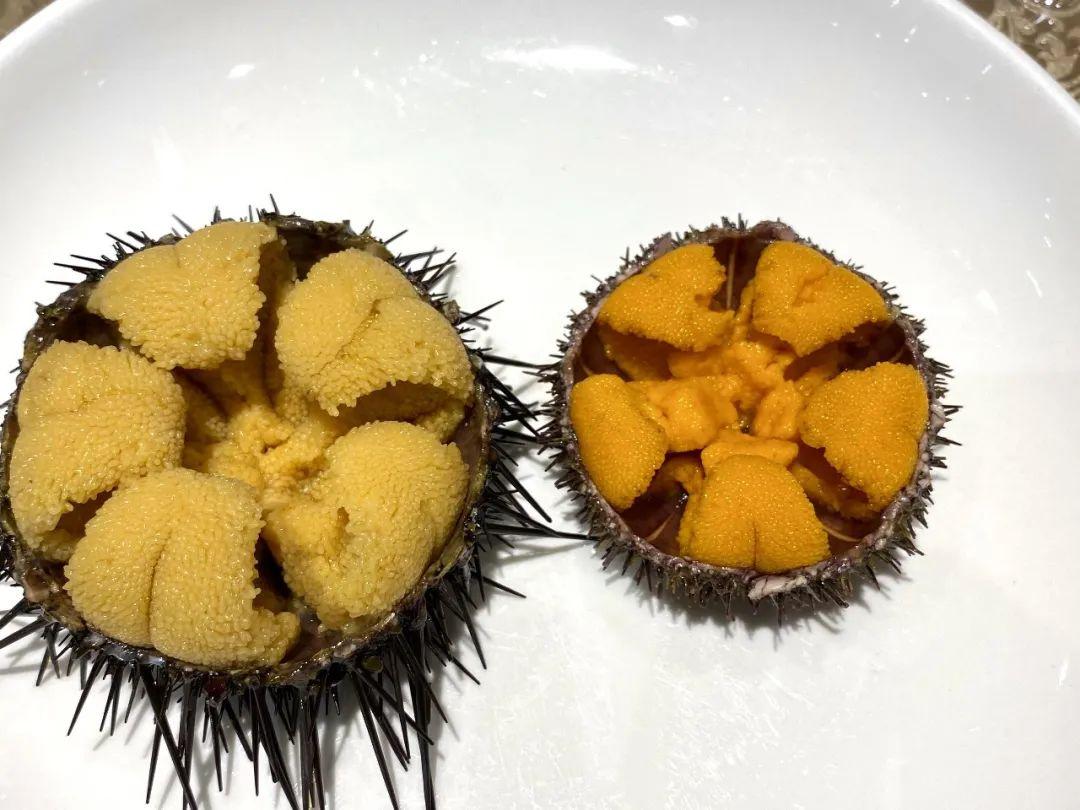 吃在大连花式吃海胆攻略及夏日旅行纪事