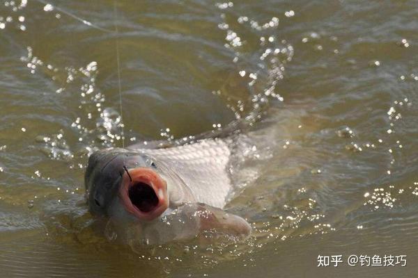 7种常见鱼钩钩型的特点分析，钓鱼人必懂！水库钓鱼户外野钓- 知乎