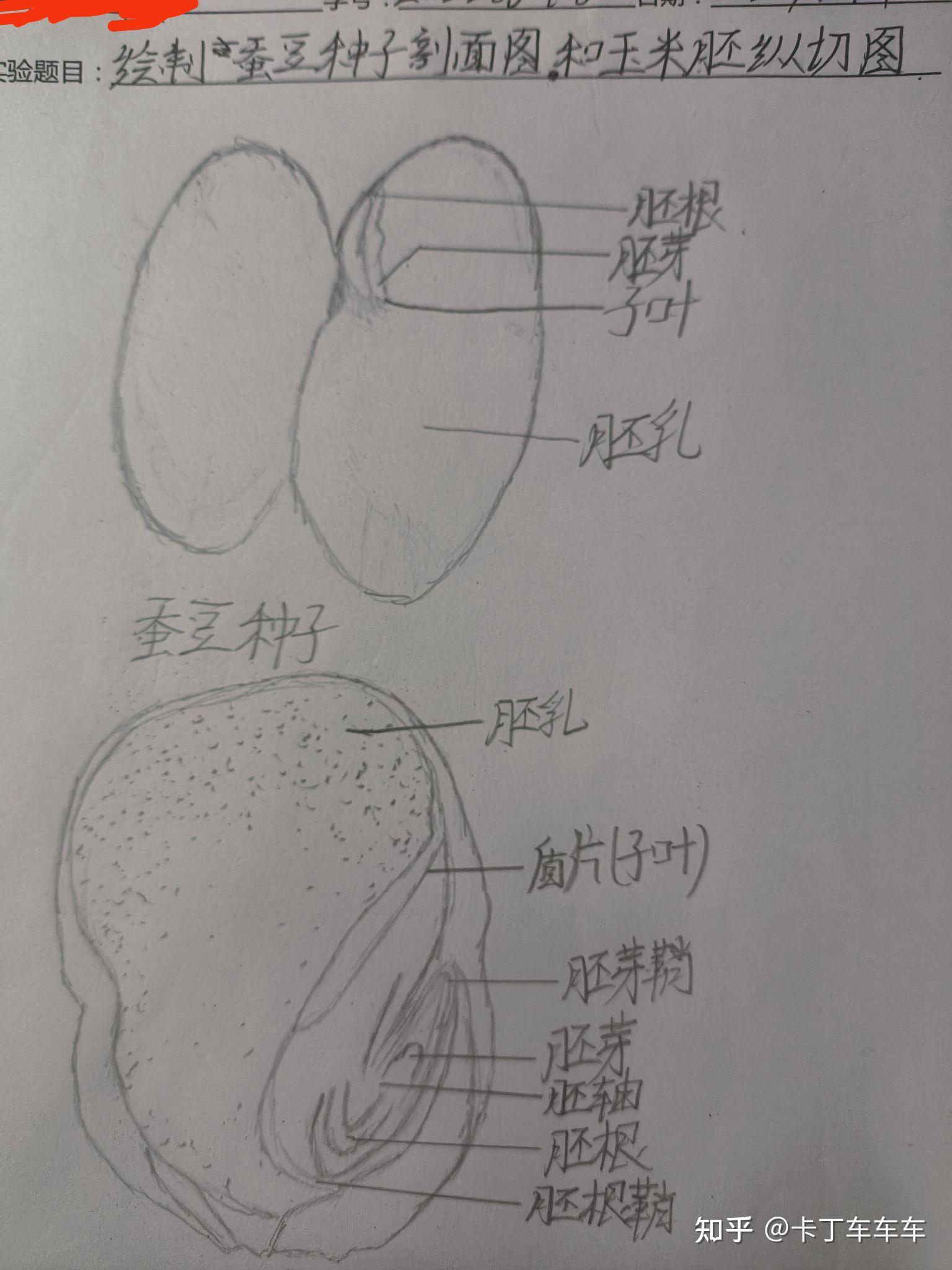 蚕豆种子剖面图片