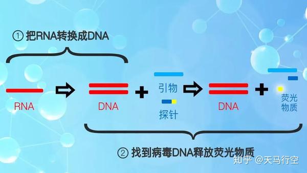 新冠病毒核酸检测到底是怎么回事插鼻捅喉咙的背后到底蕴藏什么原理