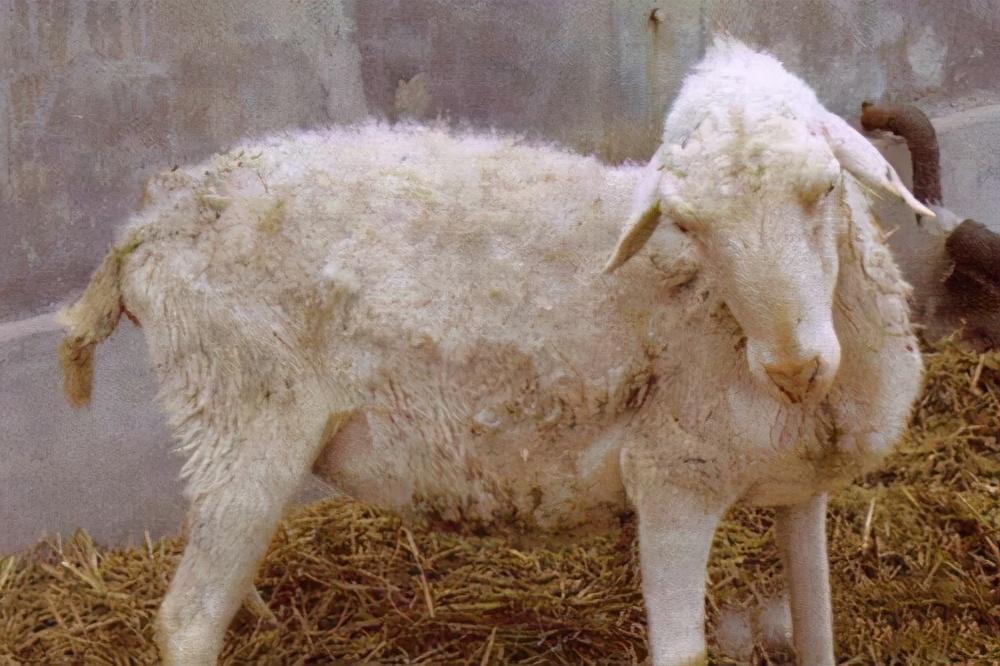 2,羊鼻孔中出现羊鼻蝇幼虫时,给羊鼻抹上石灰,让羊借着打喷嚏把幼虫