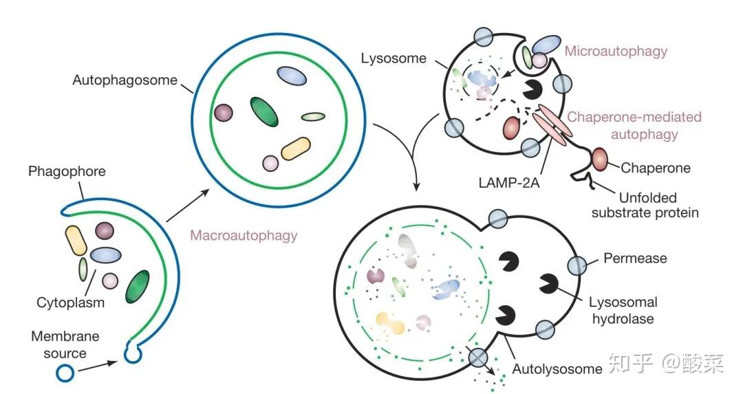 一文带你了自噬“碰瓷”的实验手段！ - 知乎
