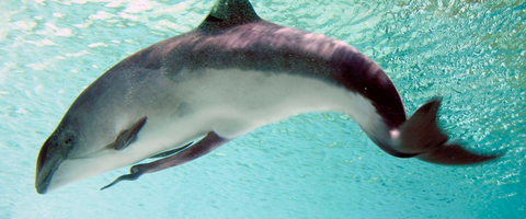 半人马的孩子喝人奶还是马奶?人类为什么必须"十月怀胎"才能出生?