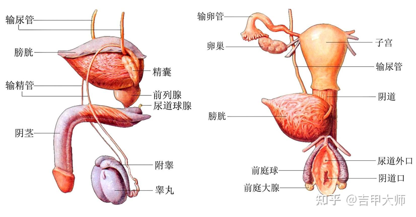 男女合体解剖图图片