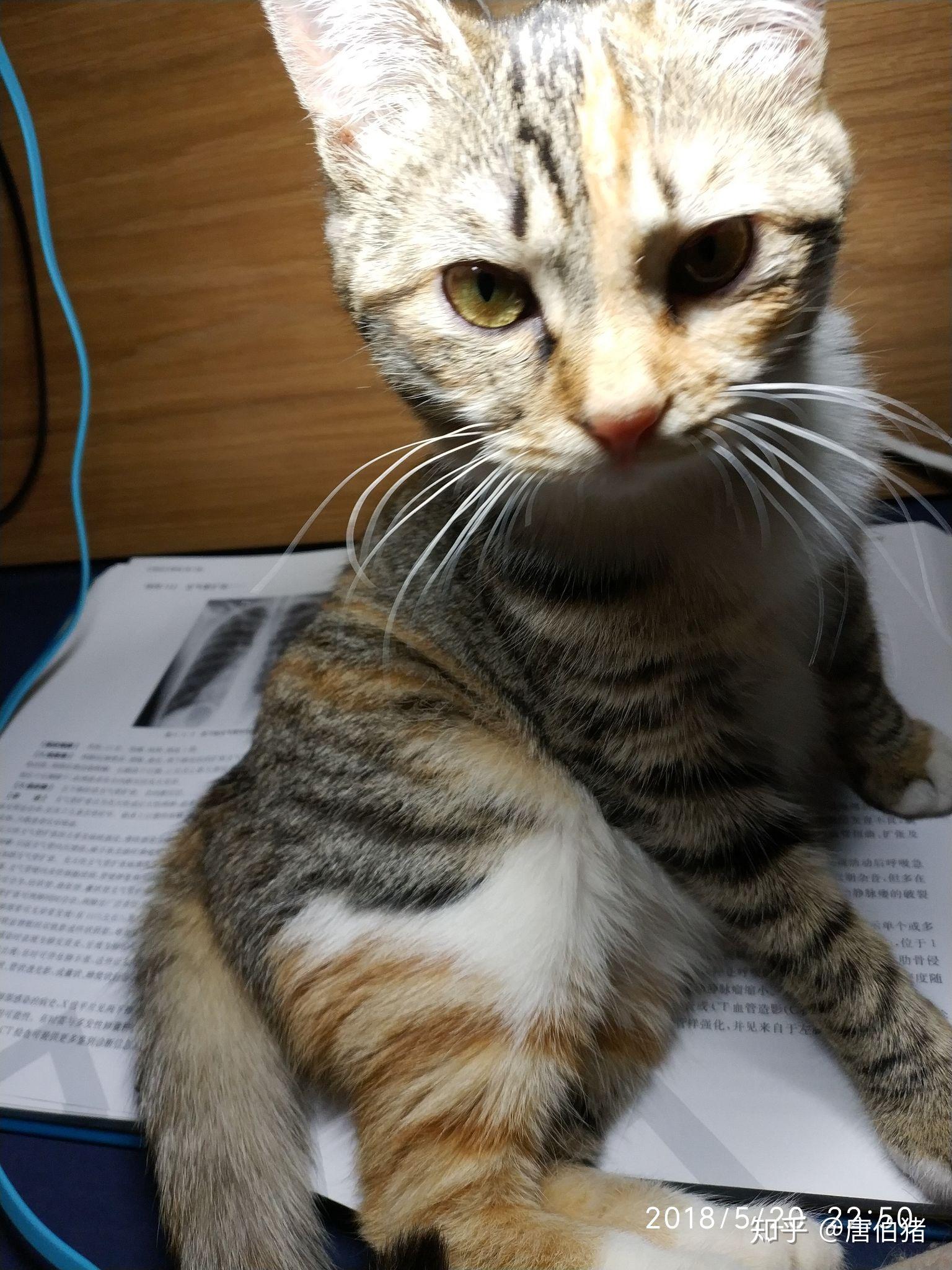 是什么原因让你养了一只喵?