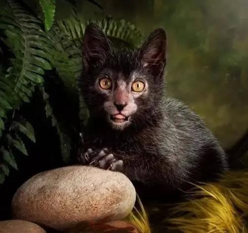狼猫的简单介绍 - 知乎