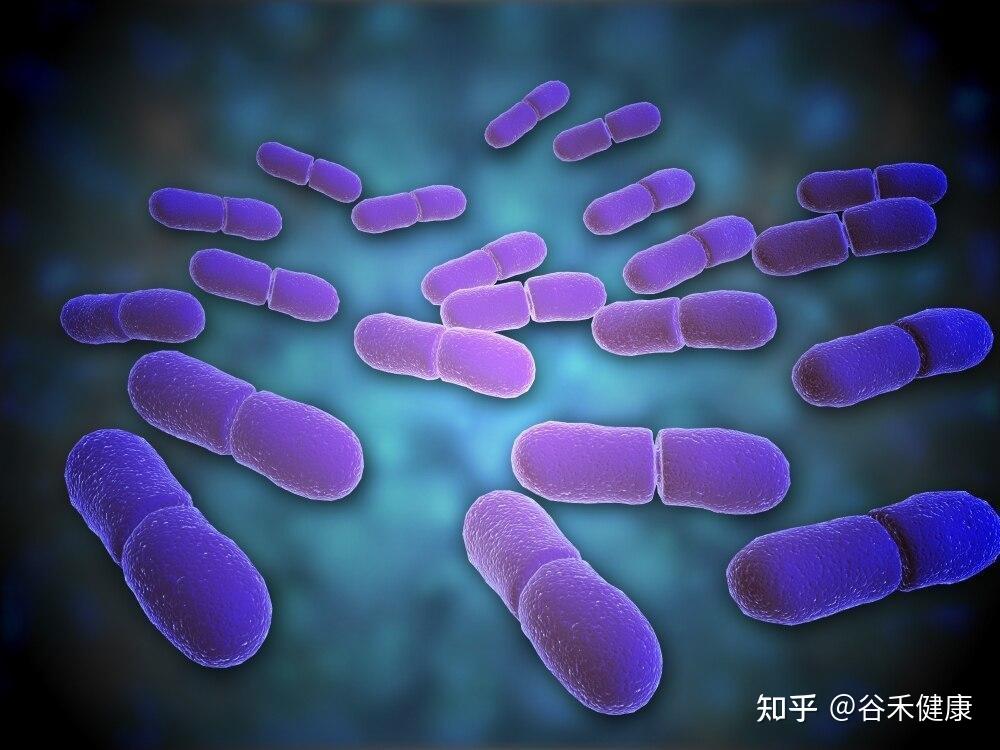 兼性厌氧,无芽孢的细胞内杆状细菌,在血琼脂上生长时为过氧化氢酶阳性