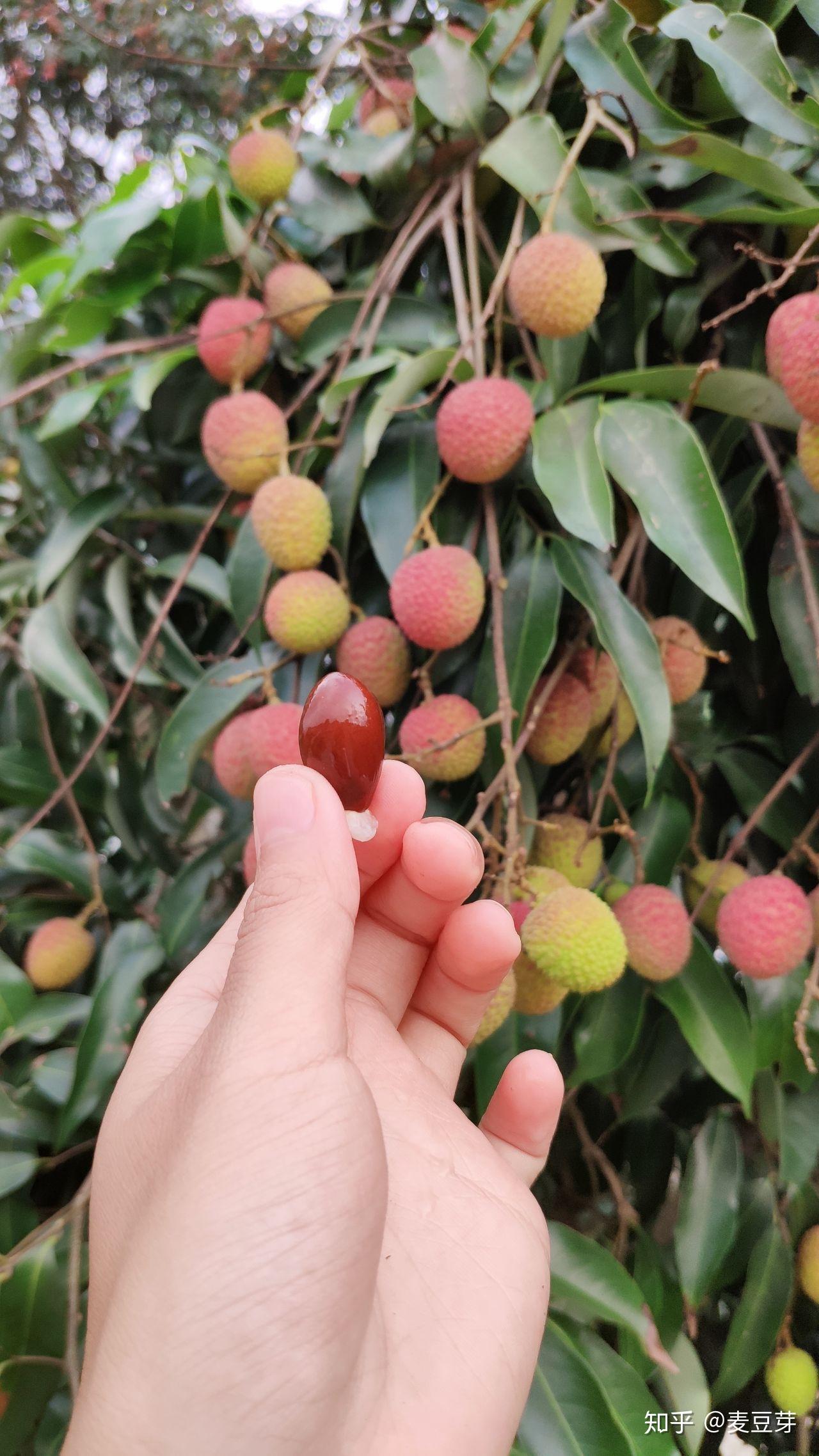 荔枝果皮转红比较早,它又有另外个名字叫红荔,你们看它的果型,是不是