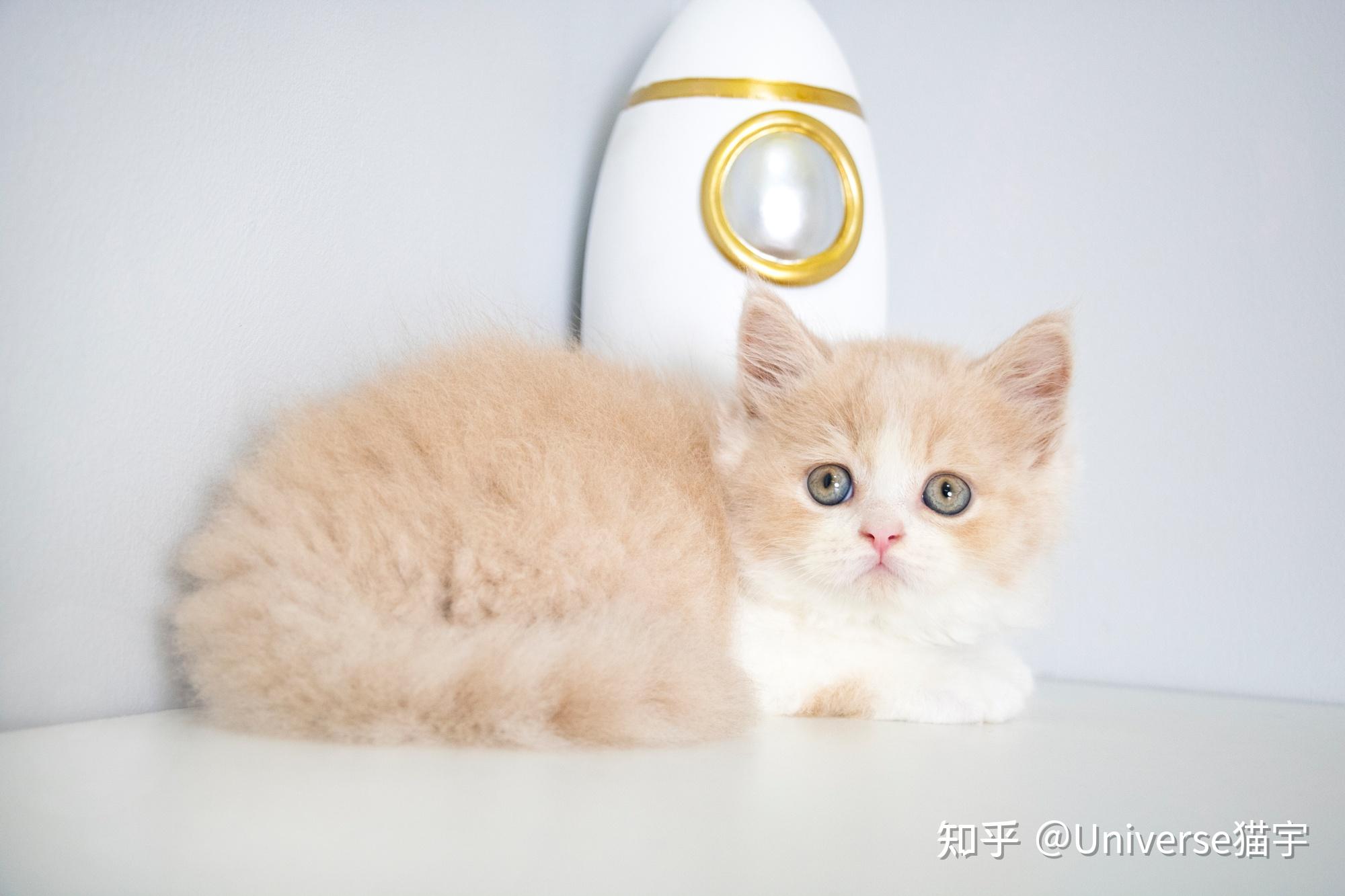 广州哪里有英短乳白高地长毛猫咪买