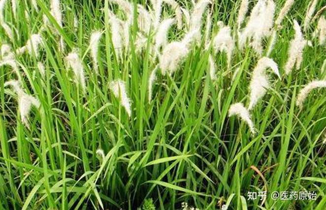 带你识别白茅根 - 知乎