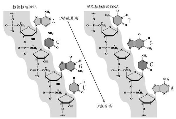 长生不老可能实现吗