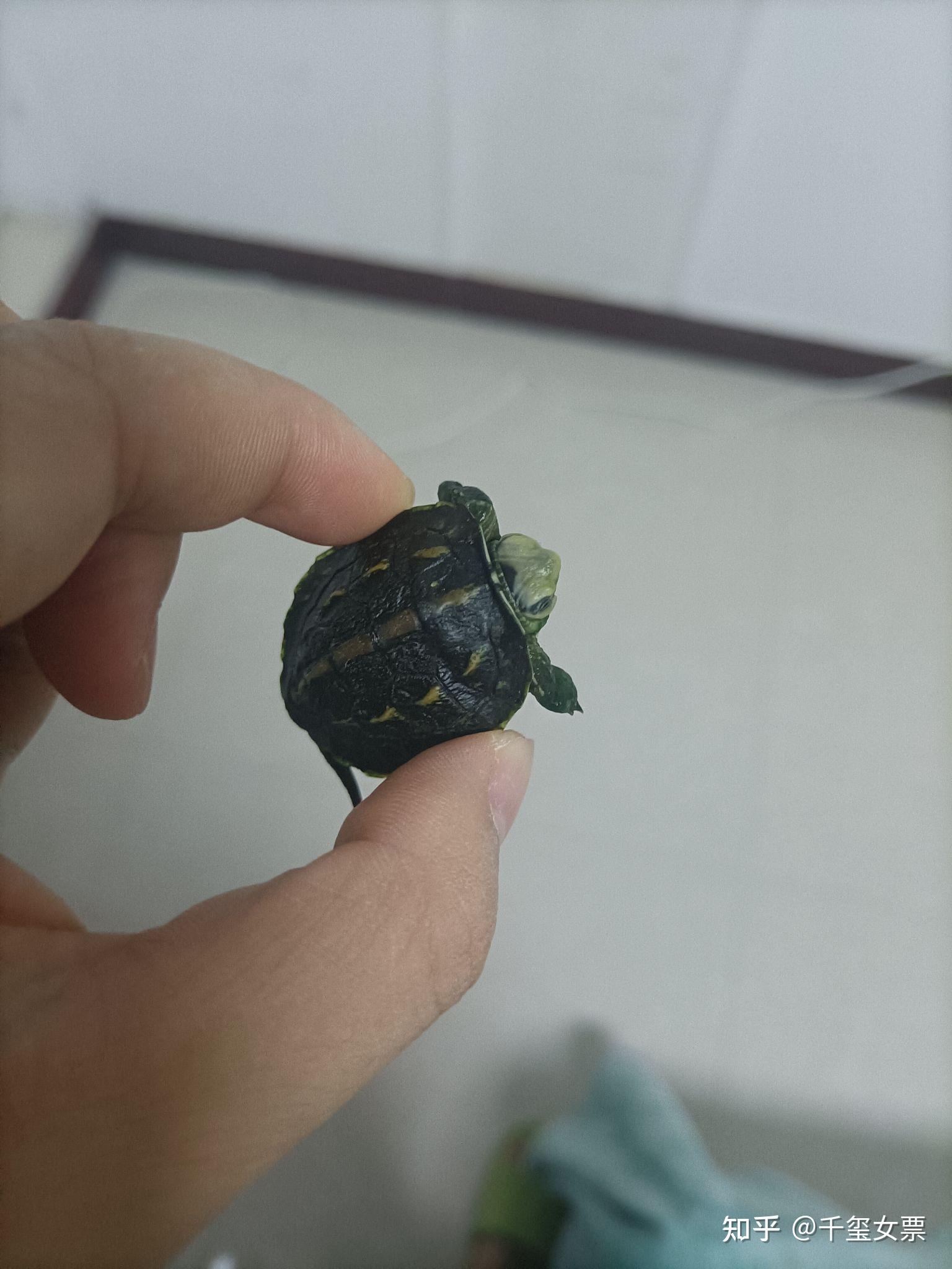 小乌龟不肯动了头上都是一层白的