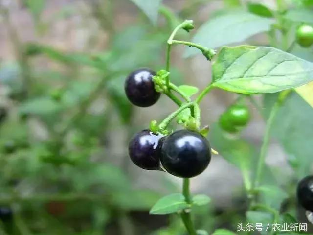 龙葵酸酸甜甜小时候经常吃龙葵碱中毒24小时内死亡